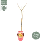 Image de Acer shir. 'Moonrise' (PBR)