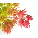 Image de Acer shir. 'Moonrise' (PBR)