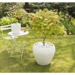 Image de Acer shir. 'Moonrise' (PBR)