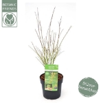 Image de Acer palm. 'Butterfly'