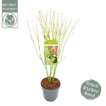 Image de Acer palm. 'Going Green' (PBR)