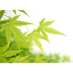 Image de Acer palm. 'Going Green' (PBR)