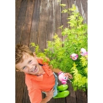 Image de Acer palm. 'Going Green' (PBR)