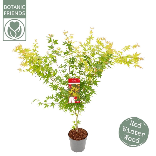 Image de Acer palm. 'Sangokaku'