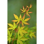 Image de Acer palm. 'Sangokaku'