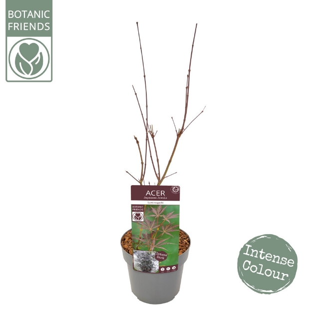 Image de Acer palm. 'Sumi-nagashi'