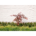 Image de Acer palm. 'Sumi-nagashi'