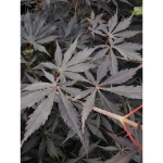 Image de Acer palm. 'Sumi-nagashi'