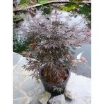 Image de Acer palm. 'Sumi-nagashi'