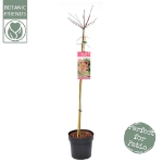 Image de Acer palm. 'Beni-maiko'