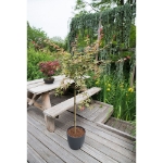 Image de Acer palm. 'Beni-maiko'