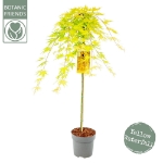 Image de Acer palm. 'Cascade Citrine' (PBR)