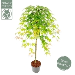 Image de Acer palm. 'Cascade Emerald' (PBR)