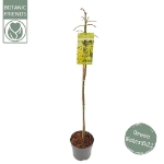 Image de Acer palm. 'Cascade Emerald' (PBR)