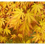 Image de Acer palm. 'Cascade Gold' (PBR)