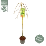 Image de Acer palm. 'Ryusen' (PBR)