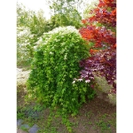 Image de Acer palm. 'Ryusen' (PBR)