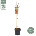 Image de Acer palm. 'Shaina'