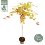 Image de Acer shir. 'Moonrise' (PBR)