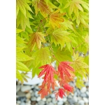 Image de Acer shir. 'Moonrise' (PBR)