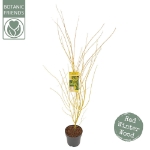 Image de Acer palm. 'Bi hoo'