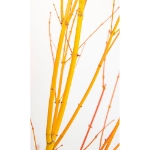 Image de Acer palm. 'Bi hoo'