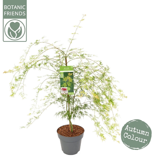 Image de Acer palm. 'Emerald Lace'