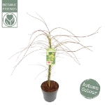 Image de Acer palm. 'Emerald Lace'