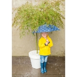 Image de Acer palm. 'Emerald Lace'