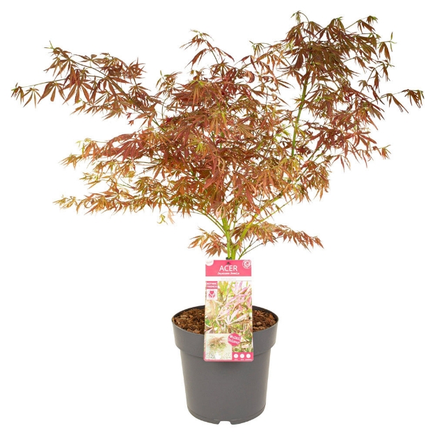 Image de Acer palm. 'Extravaganza' (PBR)