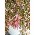 Image de Acer palm. 'Extravaganza' (PBR)