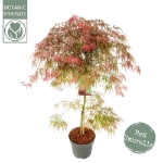 Image de Acer palm. 'Garnet'*