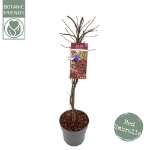 Image de Acer palm. 'Garnet'*