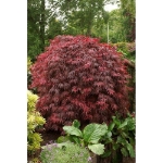 Image de Acer palm. 'Garnet'*