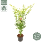 Image de Acer palm. 'Going Green' (PBR)