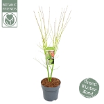 Image de Acer palm. 'Going Green' (PBR)