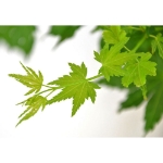 Image de Acer palm. 'Going Green' (PBR)