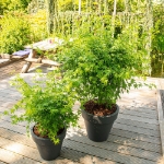 Image de Acer palm. 'Going Green' (PBR)