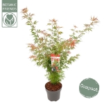 Image de Acer palm. 'Jerre Schwartz'