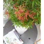 Image de Acer palm. 'Jerre Schwartz'