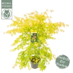 Image de Acer palm. 'Orange Dream'
