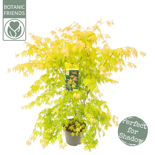 Image de Acer palm. 'Orange Dream'