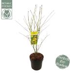Image de Acer palm. 'Orange Dream'