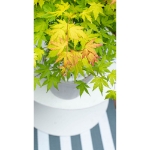 Image de Acer palm. 'Orange Dream'