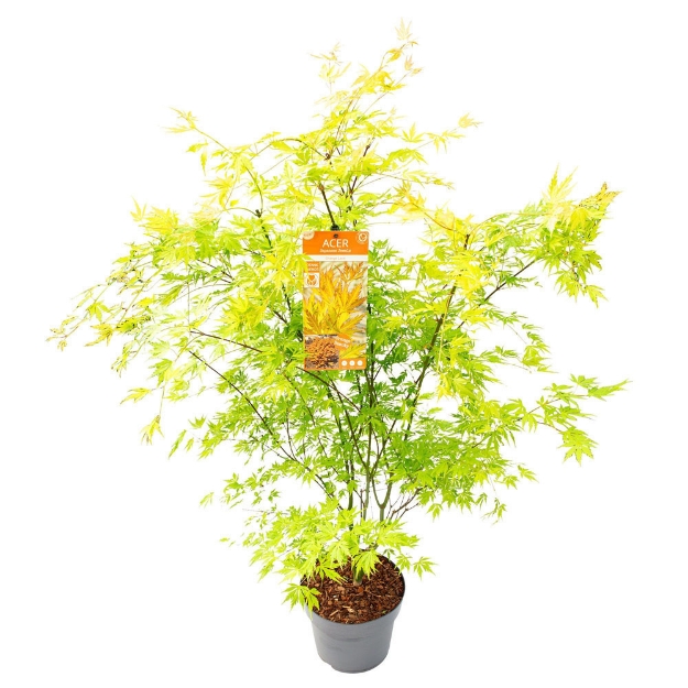 Image de Acer palm. 'Orange Lace' (PBR)