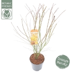 Image de Acer palm. 'Orange Lace' (PBR)