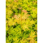 Image de Acer palm. 'Orange Lace' (PBR)