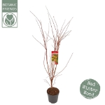 Image de Acer palm. 'Sangokaku'