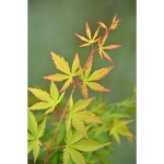 Image de Acer palm. 'Sangokaku'