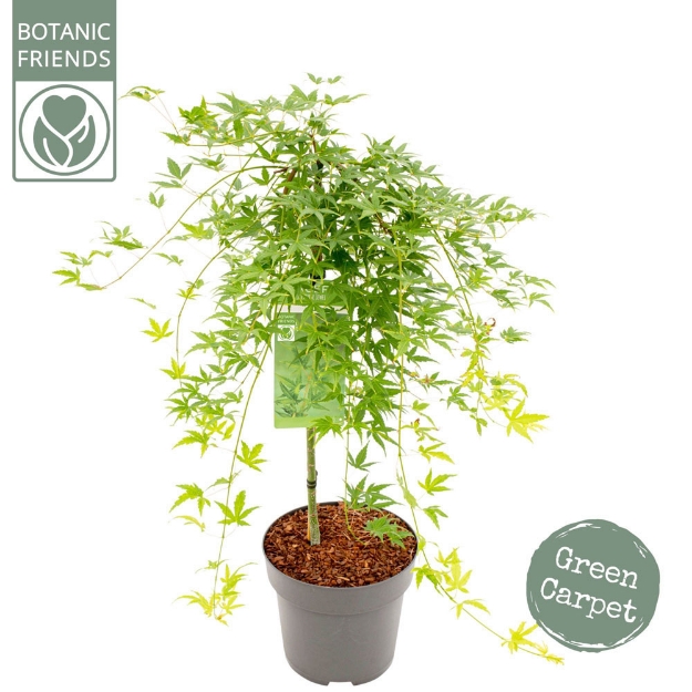 Image de Acer palm. 'Ryusen' (PBR)